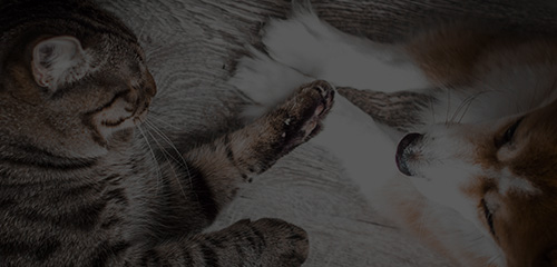MGM������÷(Macau)�ɷ����޹�˾-Official website